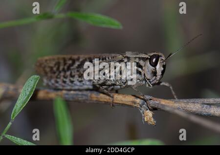 Kanarische Zange Heuschrecke Calliptamus plebeius. Weiblich. Cruz de Pajonales. Der Nublo Rural Park. Tejeda. Gran Canaria. Kanarische Inseln. Spanien. Stockfoto