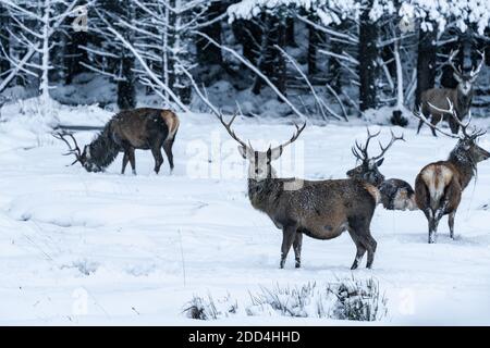 Schottischer Rotwild (Cervus elaphus) im Winterschnee in Schottland - selektiver Fokus Stockfoto