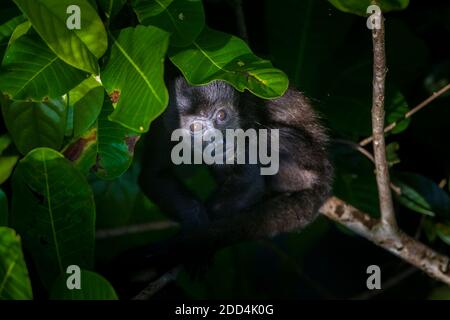 Die Tierwelt Panamas mit einem jungen Mantelbrüllaffen, Alouatta palliata, im Regenwald des Nationalparks Soberania, Republik Panama. Stockfoto