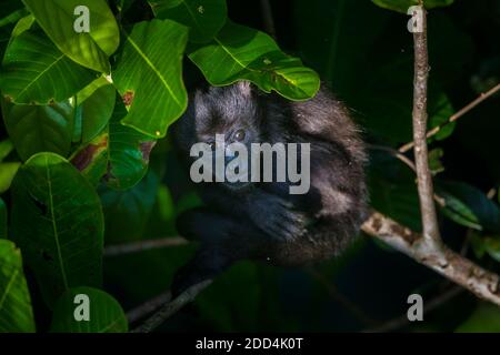 Die Tierwelt Panamas mit einem jungen Mantelbrüllaffen, Alouatta palliata, im Regenwald des Nationalparks Soberania, Republik Panama. Stockfoto