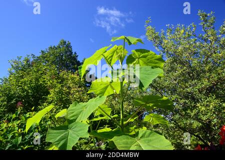 Paulownia Tomentosa, 'Foxglove-Tree' Blätter im Tropical Garden im RHS Garden Harlow Carr, Harrogate, Yorkshire, England, UK. Stockfoto