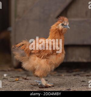 Silkie Huhn Stockfoto