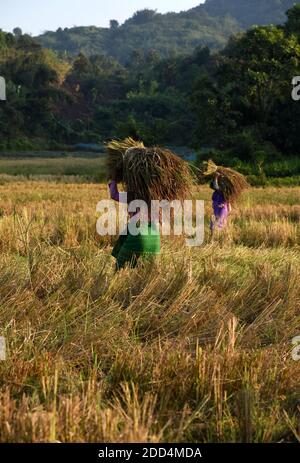 Guwahati, Assam, Indien. November 2020. Indische Stammesfrauen tragen ihr Erntepaddy im Kamrup (Rural) Distrikt von Assam, Indien, 24. November 2020. Die Erntezeit im indischen Bundesstaat Assam wird bis Ende Dezember andauern.Quelle: Dasarath Deka/ZUMA Wire/Alamy Live News Stockfoto