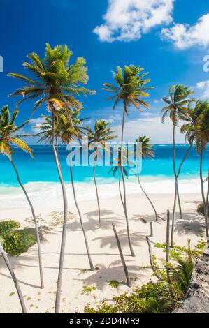 Bottom Bay ist eines der schönsten Strände auf der Karibikinsel Barbados. Es ist ein tropisches Paradies mit Palmen hängen über türkisblauem Meer Stockfoto