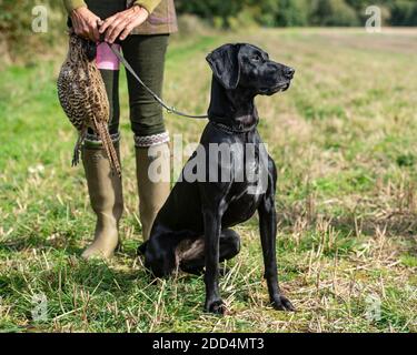 deutscher Kurzhaarpointer Hund auf einem Fasanenschieß Stockfoto