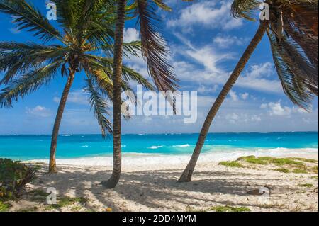 Bottom Bay ist eines der schönsten Strände auf der Karibikinsel Barbados. Es ist ein tropisches Paradies mit Palmen hängen über türkisblauem Meer Stockfoto