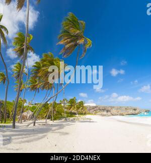 Bottom Bay ist eines der schönsten Strände auf der Karibikinsel Barbados. Es ist ein tropisches Paradies mit Palmen hängen über türkisblauem Meer Stockfoto