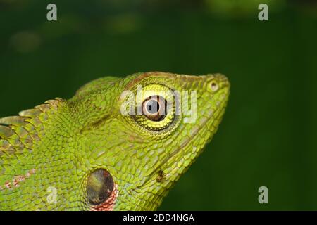 Mähne Waldeidechse (Bronchocela jubata) Stockfoto