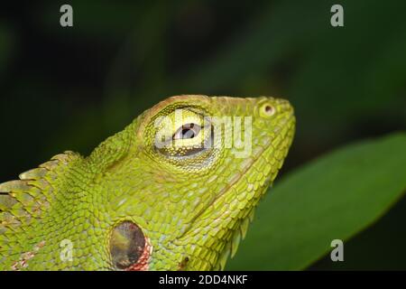Mähne Waldeidechse (Bronchocela jubata) Stockfoto