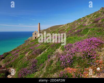 Ruinen des Towanroath Maschinenhauses in Wheal Coates, St. Agnes, Cornwall. Stockfoto