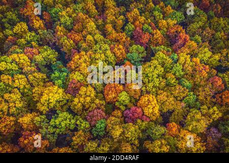 Luftaufnahme von oben nach unten Blick auf lebendige Farben Herbst Wald Stockfoto