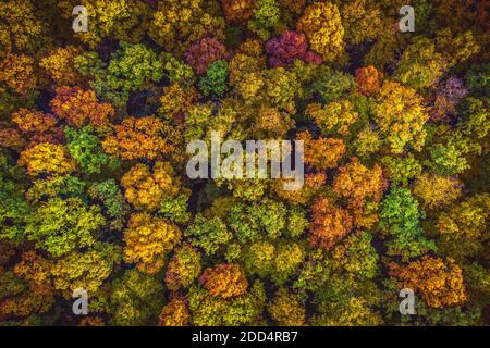 Luftaufnahme von oben nach unten Blick auf lebendige Farben Herbst Wald Stockfoto