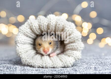 Ein Babyhamster guckt aus einer gestrickten Socke oder einem Fäustling auf einem grauen Hintergrund mit goldenem Bokeh. Geschenk zu weihnachten, Geburtstag, Urlaub. Stockfoto