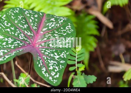 Ein Nahaufnahme des weißen Aderblattes einer afrikanischen Maskenpflanze – Locasia amazonica. Stockfoto