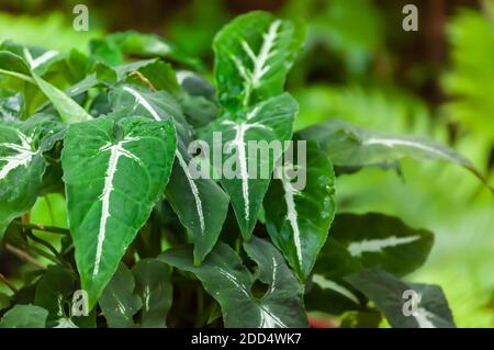 Ein Nahaufnahme des weißen Aderblattes einer afrikanischen Maskenpflanze – Locasia amazonica. Stockfoto