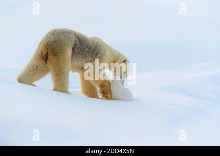 Eisbärmutter (Ursus maritimus) mit spielenden neugeborenen Jungen zu Fuß auf Schnee, von hinten gesehen, Wapusk National Park, Manitoba, Kanada. Stockfoto