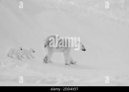 Eisbärmutter (Ursus maritimus) mit zwei neugeborenen Jungen, im Schnee unterwegs, Wapusk National Park, Manitoba, Kanada. Stockfoto