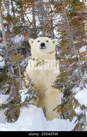 Eisbärmutter (Ursus maritimus) vor der Höhle, Wapusk National Park, Manitoba, Kanada. Stockfoto