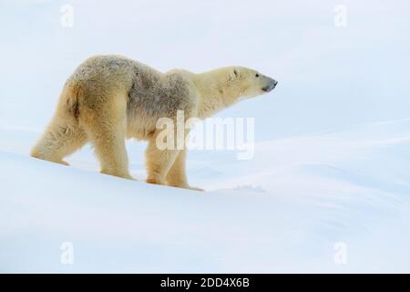 Eisbärmutter (Ursus maritimus) im Schnee, Wapusk National Park, Manitoba, Kanada. Stockfoto