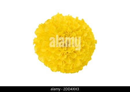 Gelbe Ringelblume isoliert auf weißem Hintergrund. Objekt mit Beschneidungspfad. Stockfoto