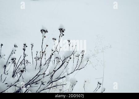 Getrocknete, gefrorene Blumen in einer schneeweißen Schneeverwehung, abstrakter Winterhintergrund Leichte Winterhintergrund, Kopierraum, Banner Stockfoto