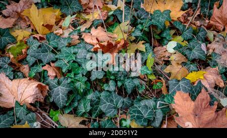 Herbstblätter auf immergrünen Efeu-Reben (lat.: Hedera helix). Stockfoto
