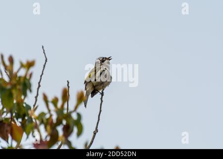 Chinesischer Bulbul auf einem Baum im Putuo Berg, Zhoushan, Zhejiang, China. Stockfoto