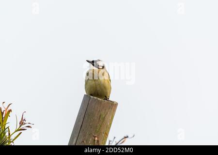 Chinesischer Bulbul Vogel in Zhoushan, China Stockfoto