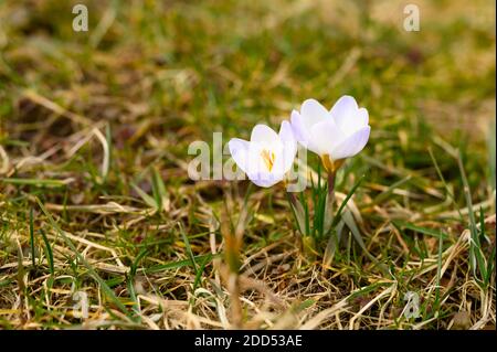Blumen Krokusse in voller Blüte, weiß lila Farbe, wachsen auf dem verwelkten Gras. Der erste Frühling blüht in der Natur im Freien Stockfoto