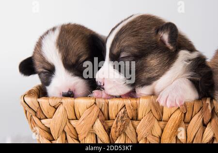 Zwei lustige Pembroke Welsh Corgi Welpen auf Korb Stockfoto