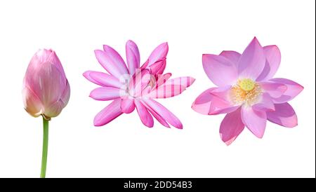 Rosa Lotusblume isoliert auf weißem Hintergrund. Objekt mit Beschneidungspfad. Stockfoto