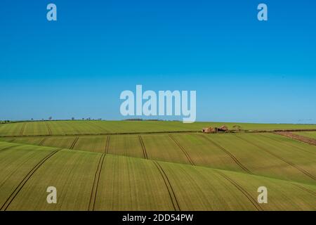 Neu gesät grüne Felder mit Traktorspuren über sanfte Hügel Und blauer Himmel Stockfoto