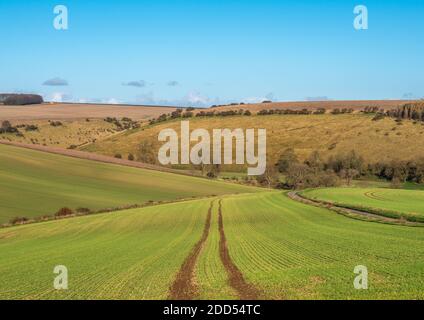 Traktorspuren in einem neu gesät grünen Feld mit blauem Himmel. Stockfoto