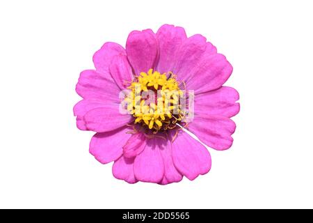 Lila Zinnia Blume isoliert auf weißem Hintergrund mit Clipping Pfad. Stockfoto