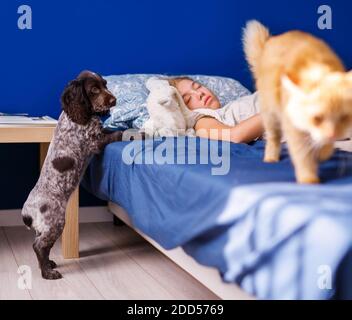 Ein Mädchen mit blonden Haaren schläft morgens im Bett neben einer flauschigen roten Katze. Weicher, freier Fokus. Stockfoto