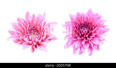 Rosa Chrysanthemumblume isoliert auf weißem Grund mit Beschneidungspfad. Stockfoto