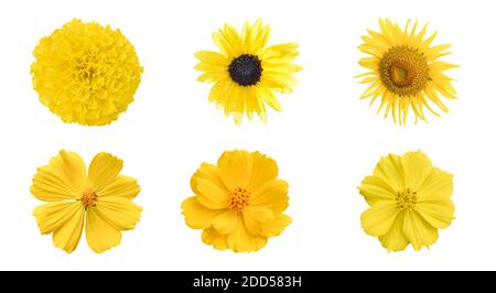 Verschiedene gelbe Blumen isoliert auf weißem Hintergrund mit Clipping Pfad. Set aus Kosmos, Ringelblume, Sonnenblume. Stockfoto