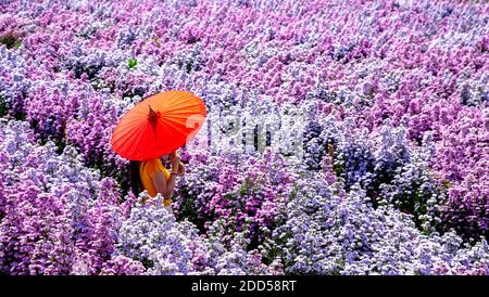 Blumenfarm in der Provinz Chiang Mai, Thailand Stockfoto