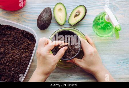 Wachsen Avocado aus Samen in zu Hause aus Supermarkt gekauft Avocado Gemüse. Draufsicht der Hände Pflanzen Samen in Topf mit Erde, zu Hause. Stockfoto