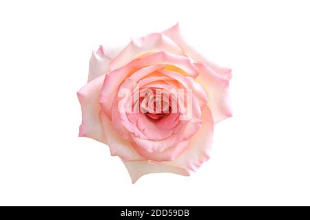 Schöne rosa Rose isoliert auf weißem Hintergrund. Vollständig geöffnet sanfte Rose mit Clipping Pfad. Stockfoto