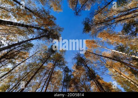 Helle mehrfarbige Natur Hintergrund mit Herbstbäumen im Wald gegen blauen Himmel. Stockfoto