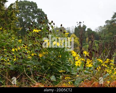 Gelbe Kegelblumen. Rudbeckia Laciniata, Black Eyed Susan. Sochan. Wald und Parkland. Angezeigt in Bickton Park Botanical Gardens, East Devon. Stockfoto