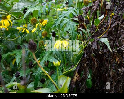 Gelbe Kegelblumen. Rudbeckia Laciniata, Black Eyed Susan. Sochan. Wald und Parkland. Angezeigt in Bickton Park Botanical Gardens, East Devon. Stockfoto