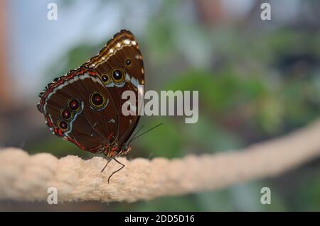 Morpho peleides großer farbenfroher tropischer Schmetterling im Schmetterlingshaus an einem Seil, Unterseite des Peleides blau morpho, braun mit bunten Flecken, ma Stockfoto