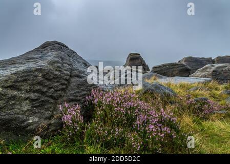 Gritstone Rocks and Heather, West NAB, Holmfirth, West Yorkshire, England, Großbritannien Stockfoto