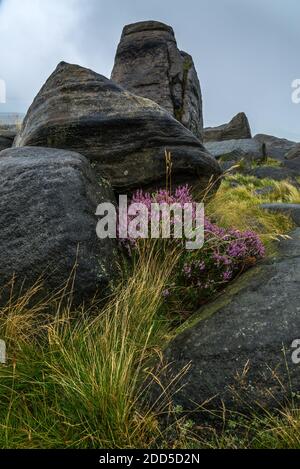 Gritstone Rocks and Heather, West NAB, Holmfirth, West Yorkshire, England, Großbritannien Stockfoto