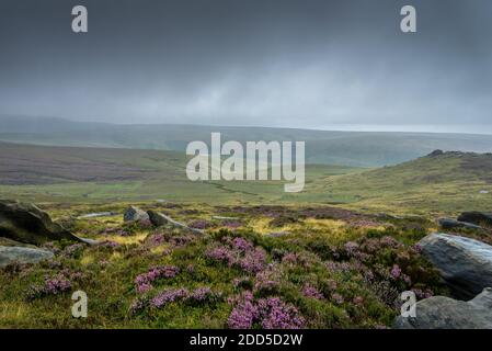 Gritstone Rocks and Heather, West NAB, Holmfirth, West Yorkshire, England, Großbritannien Stockfoto