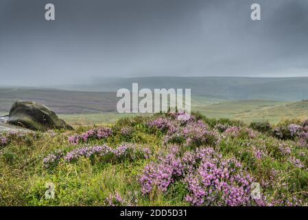 Gritstone Rocks and Heather, West NAB, Holmfirth, West Yorkshire, England, Großbritannien Stockfoto