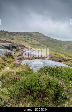 Gritstone Rocks and Heather, West NAB, Holmfirth, West Yorkshire, England, Großbritannien Stockfoto