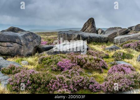 Gritstone Rocks and Heather, West NAB, Holmfirth, West Yorkshire, England, Großbritannien Stockfoto